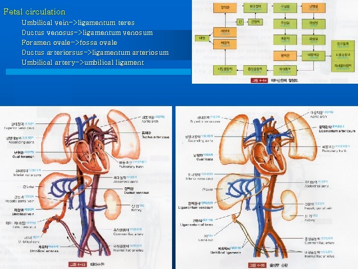 Fetal circulation Umbilical vein->ligamentum teres Ductus venosus->ligamentum venosum Foramen ovale->fossa ovale Ductus arteriorsus->ligamentum arteriosum