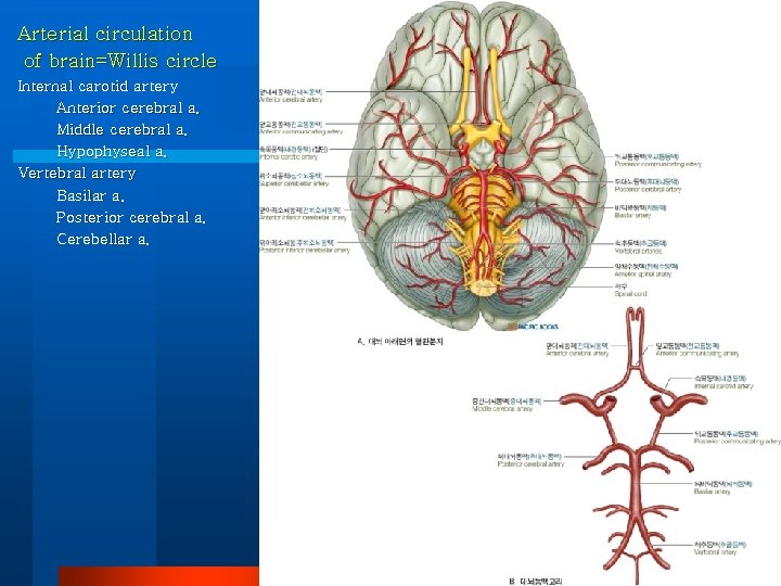 Arterial circulation of brain=Willis circle Internal carotid artery Anterior cerebral a. Middle cerebral a.