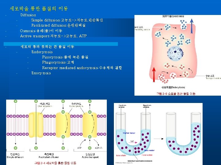 세포막을 통한 물질의 이동 • • Diffusion Simple diffusion; 고농도 ->저농도 저농도, , 단순확산