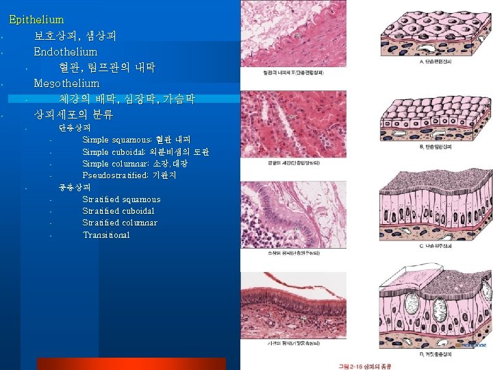  • • Epithelium 보호상피, 샘상피 Endothelium • 혈관, 림프관의 내막 Mesothelium • 체강의