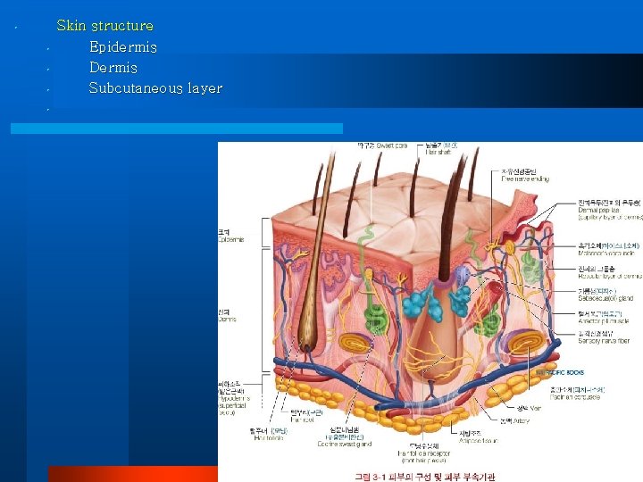  • • • Skin structure Epidermis Dermis Subcutaneous layer 