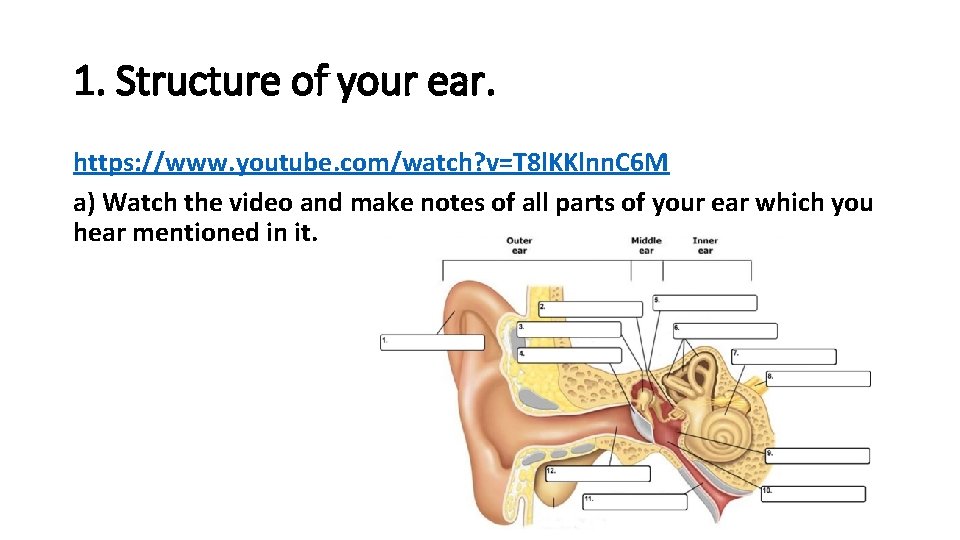 1. Structure of your ear. https: //www. youtube. com/watch? v=T 8 l. KKlnn. C