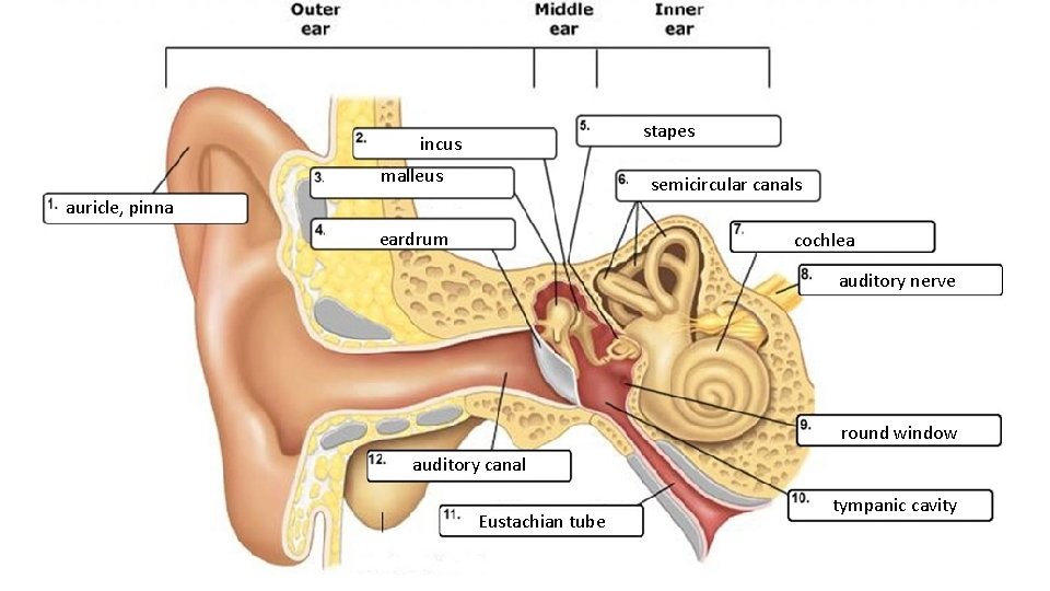 stapes incus malleus semicircular canals auricle, pinna eardrum cochlea auditory nerve round window auditory