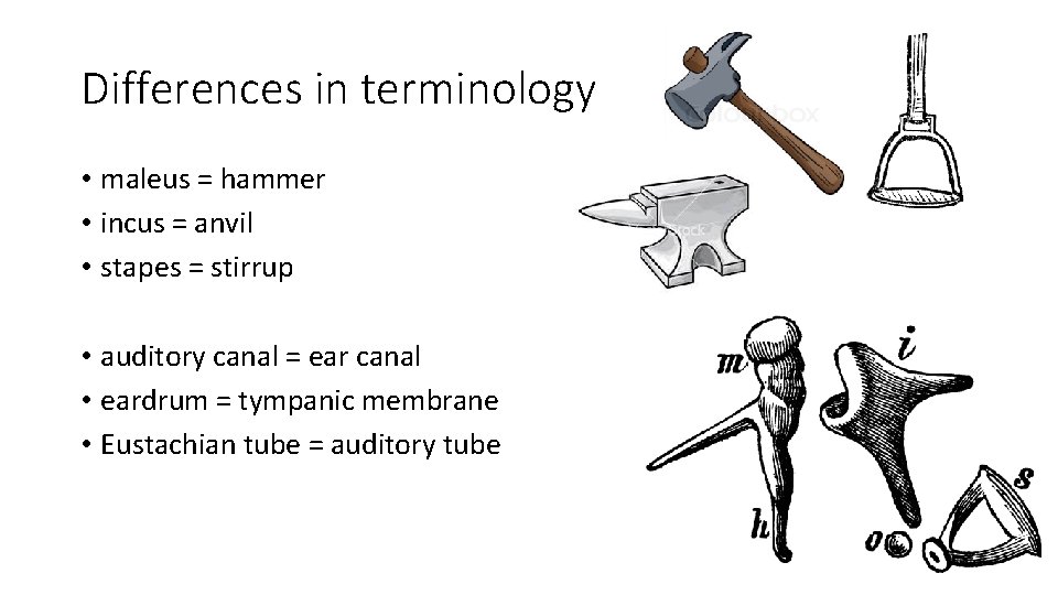Differences in terminology • maleus = hammer • incus = anvil • stapes =