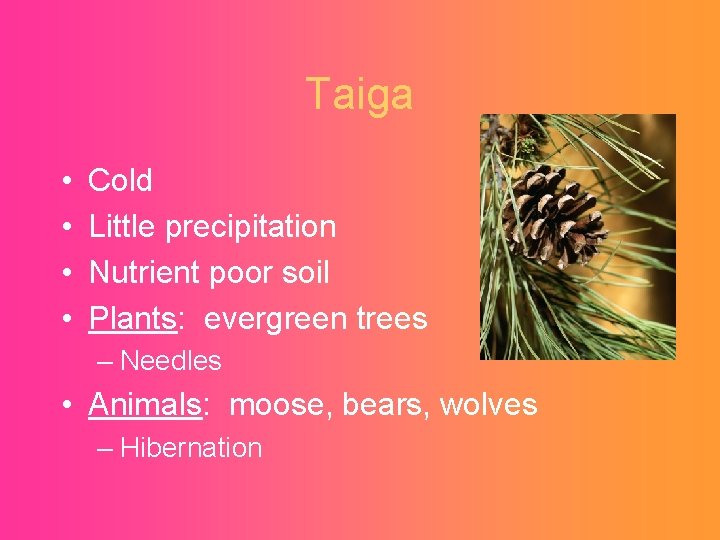 Taiga • • Cold Little precipitation Nutrient poor soil Plants: evergreen trees – Needles