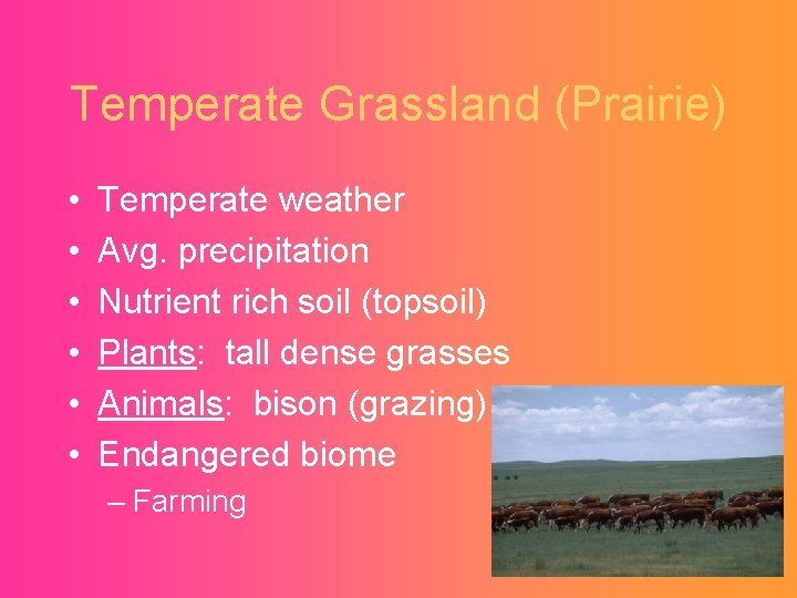 Temperate Grassland (Prairie) • • • Temperate weather Avg. precipitation Nutrient rich soil (topsoil)