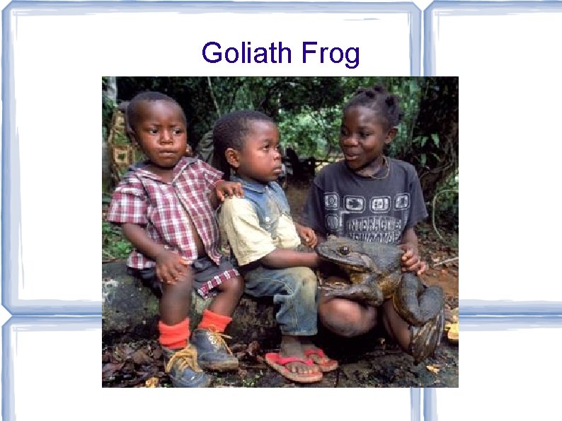 Goliath Frog 