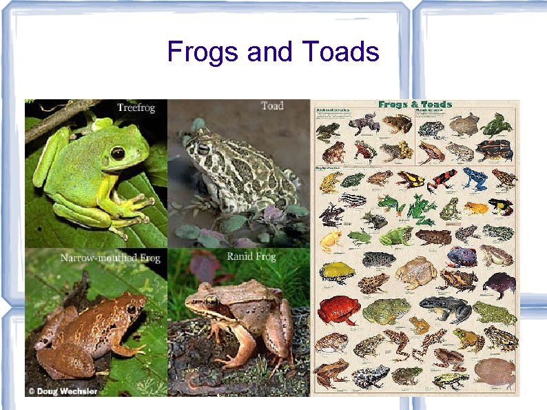 Frogs and Toads 