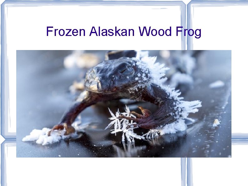 Frozen Alaskan Wood Frog 