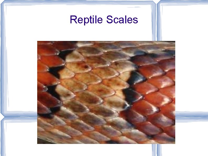 Reptile Scales 