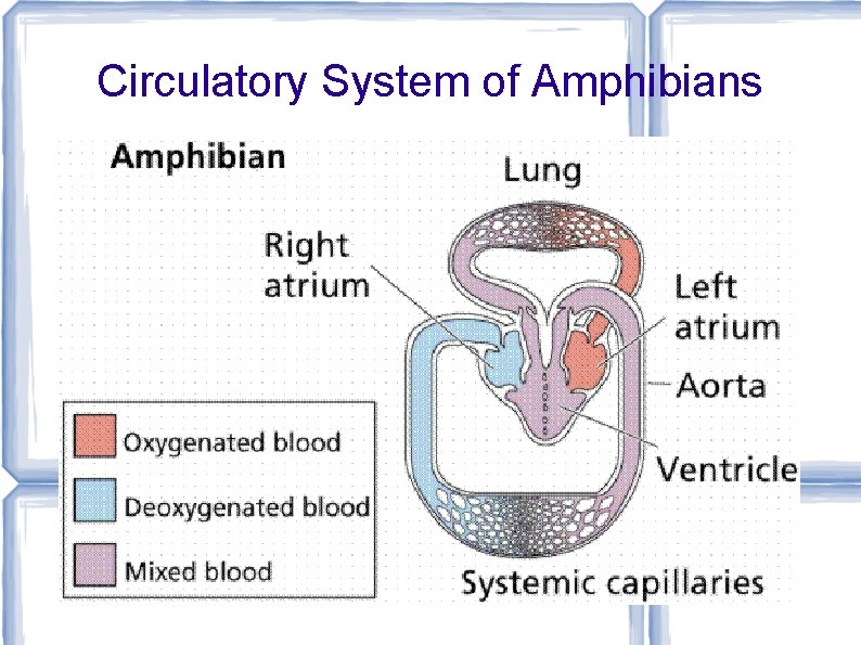 Circulatory System of Amphibians 