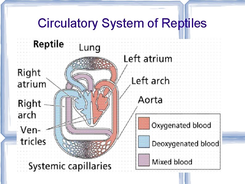 Circulatory System of Reptiles 