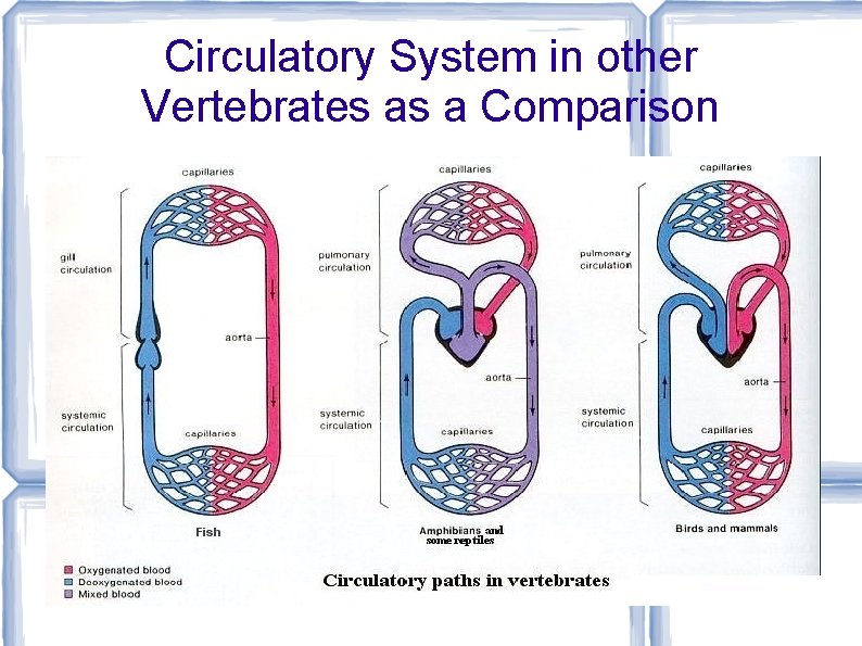 Circulatory System in other Vertebrates as a Comparison 