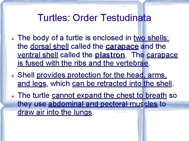 Turtles: Order Testudinata The body of a turtle is enclosed in two shells; the