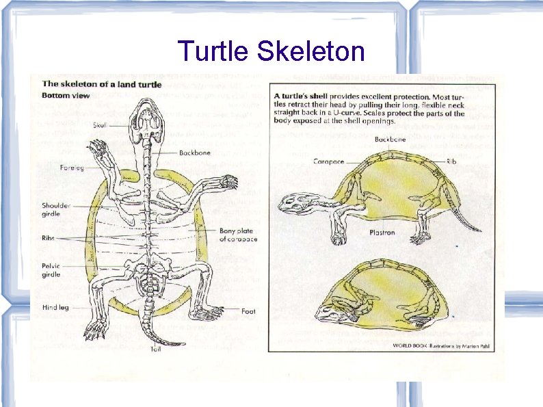 Turtle Skeleton 