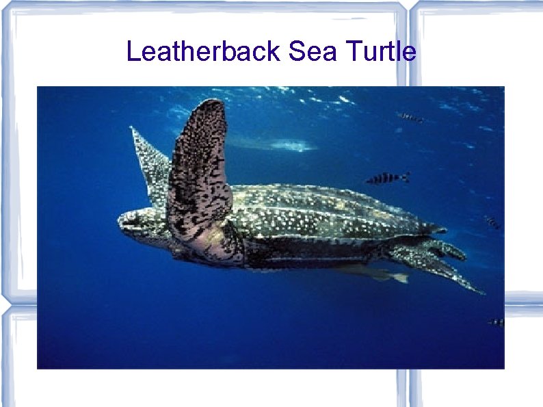 Leatherback Sea Turtle 