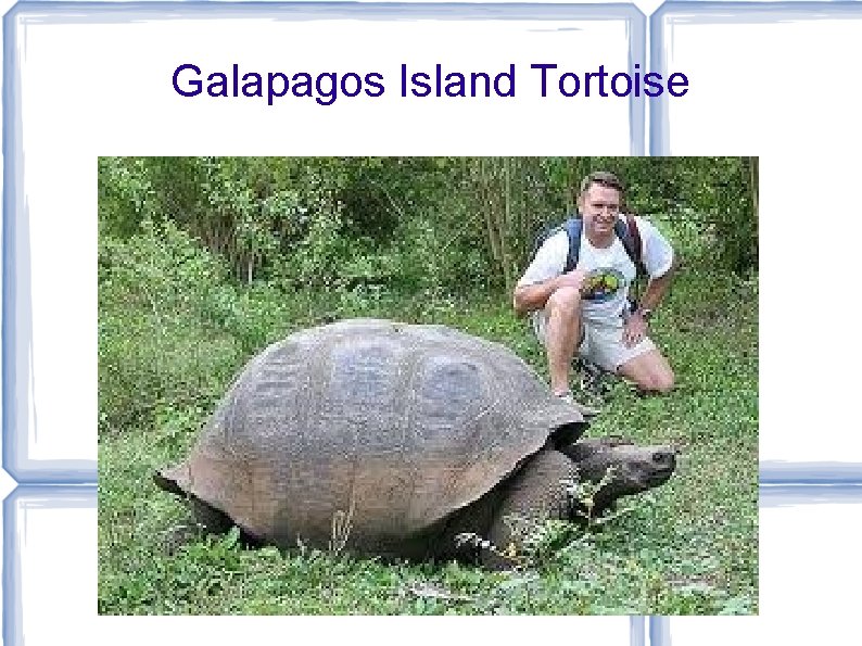 Galapagos Island Tortoise 