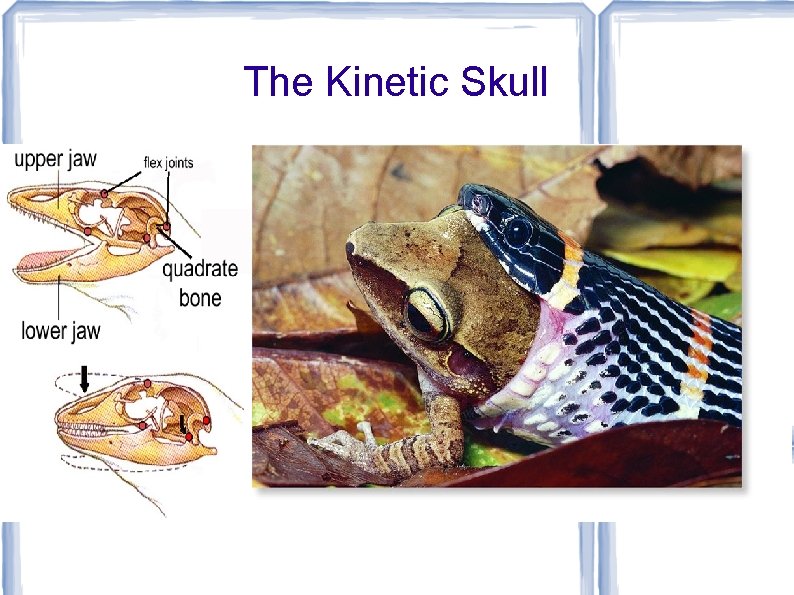 The Kinetic Skull 