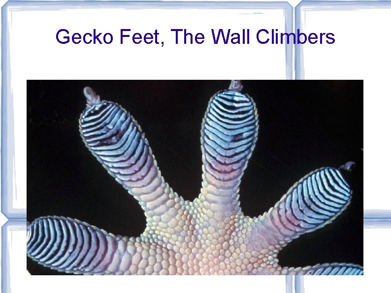 Gecko Feet, The Wall Climbers 