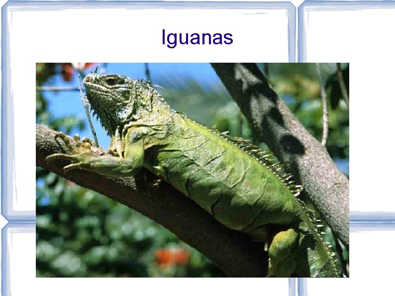 Iguanas 