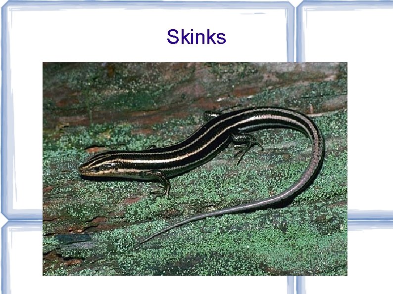 Skinks 