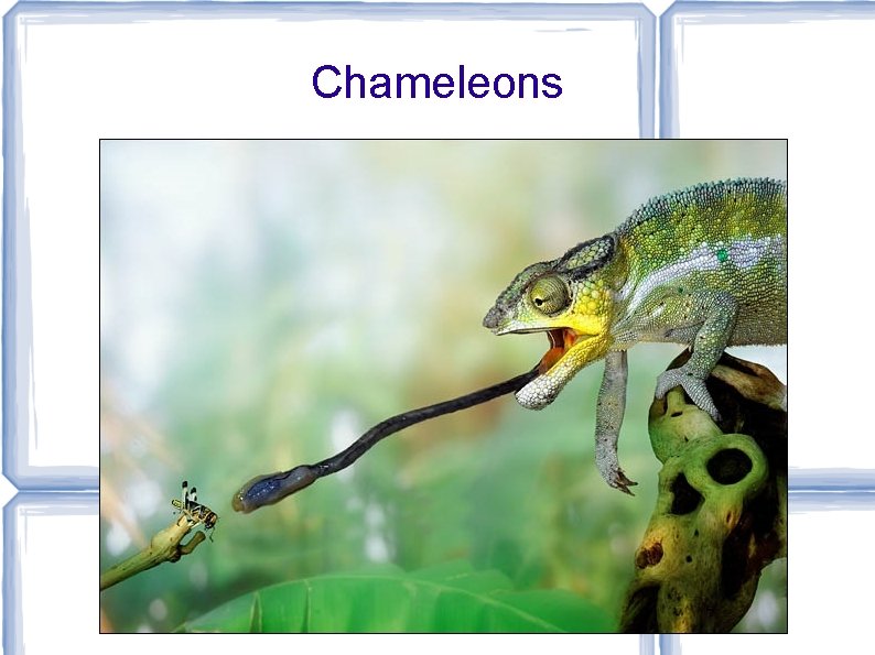 Chameleons 