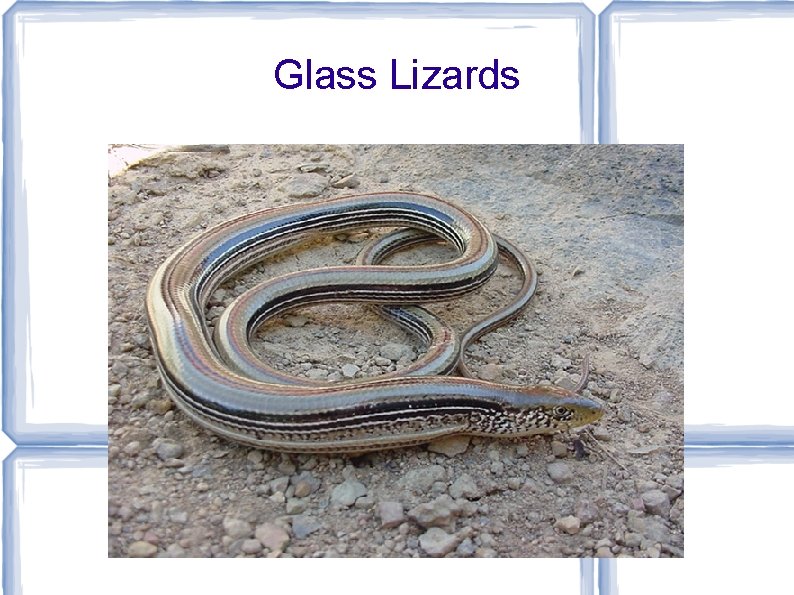 Glass Lizards 