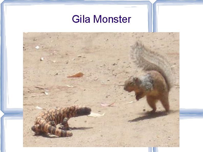 Gila Monster 