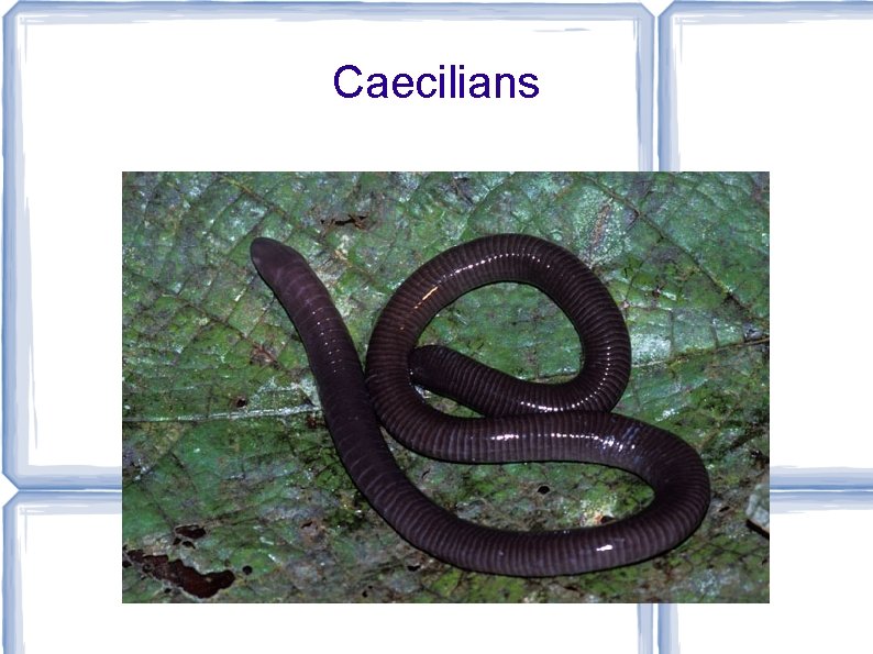 Caecilians 