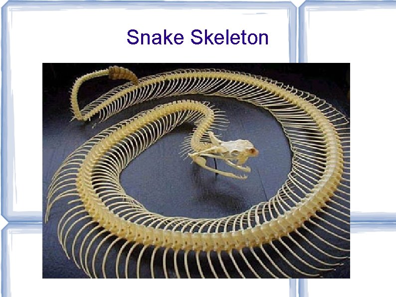 Snake Skeleton 