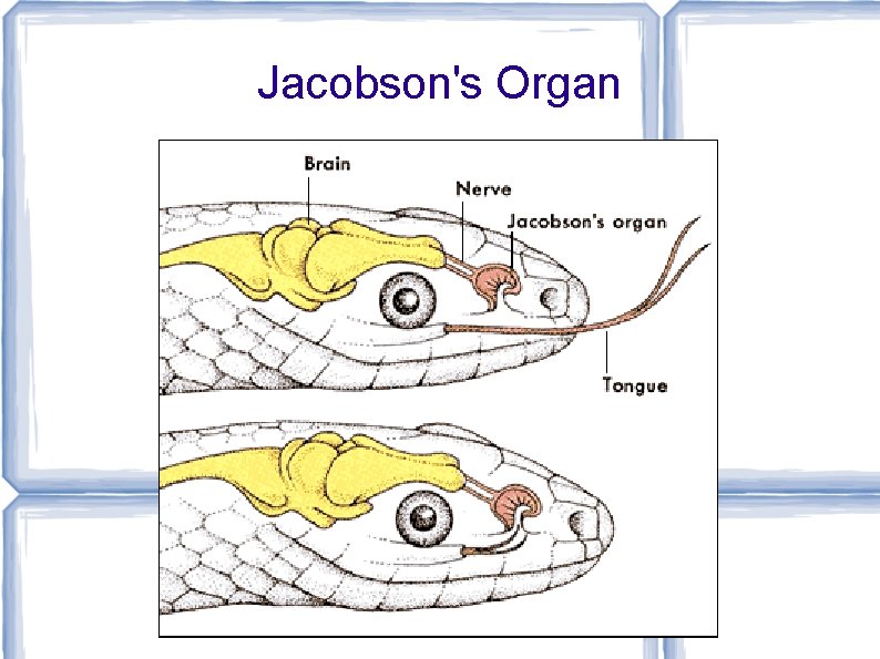 Jacobson's Organ 