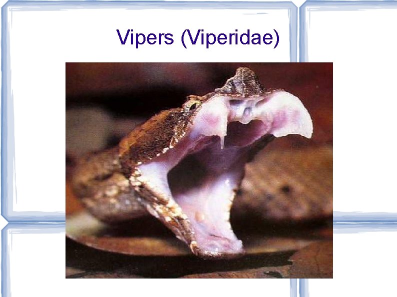 Vipers (Viperidae) 