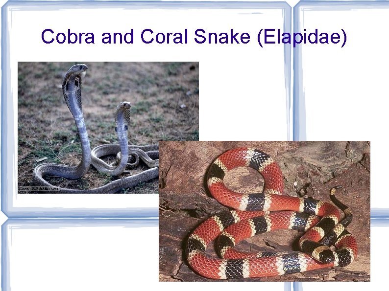 Cobra and Coral Snake (Elapidae) 