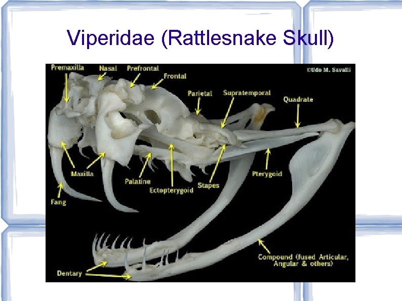 Viperidae (Rattlesnake Skull) 