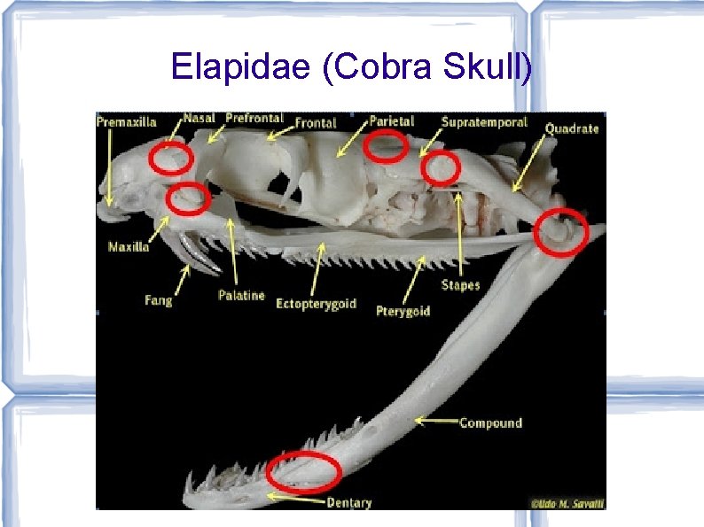 Elapidae (Cobra Skull) 