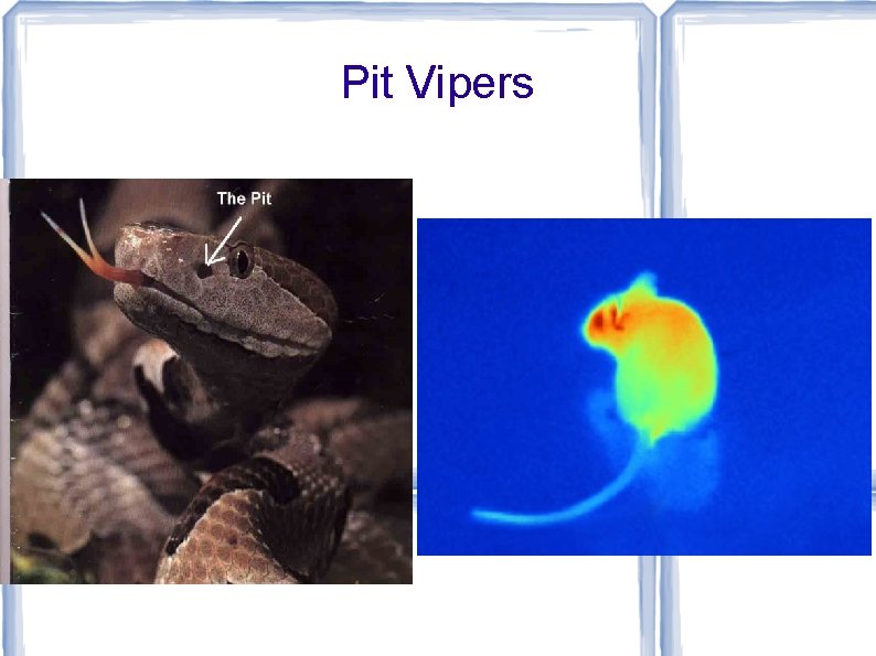 Pit Vipers 