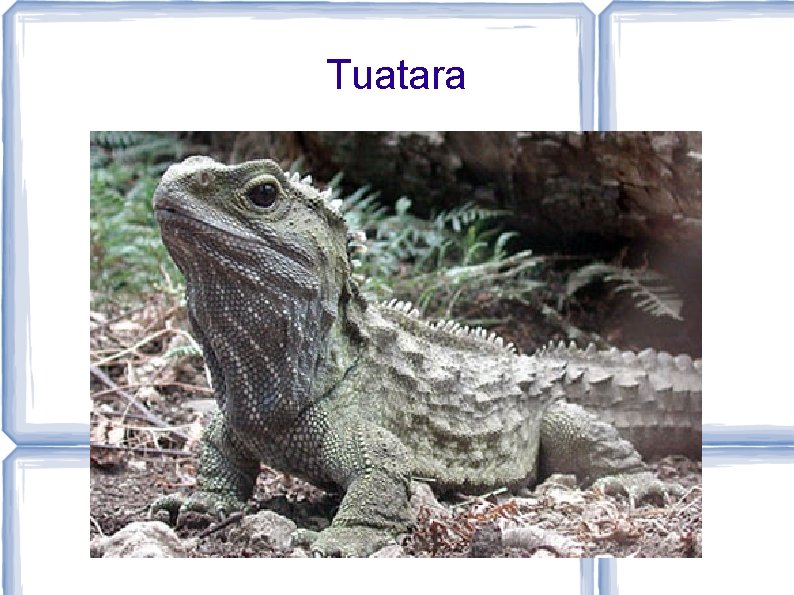 Tuatara 