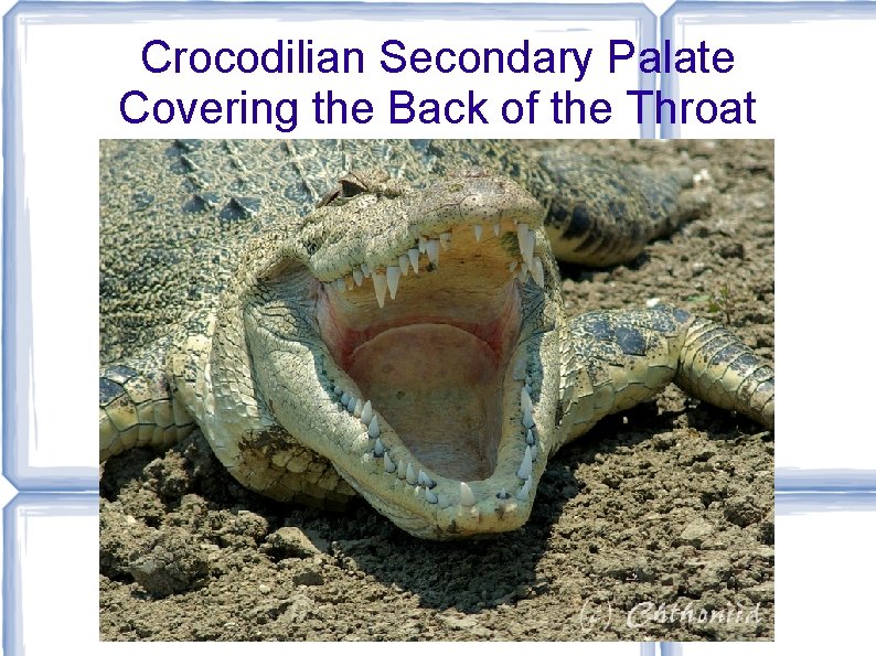 Crocodilian Secondary Palate Covering the Back of the Throat 