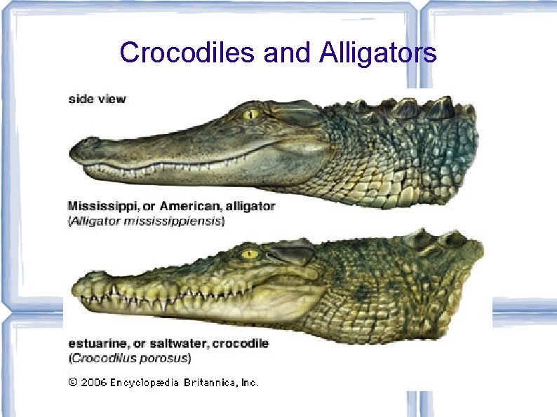 Crocodiles and Alligators 