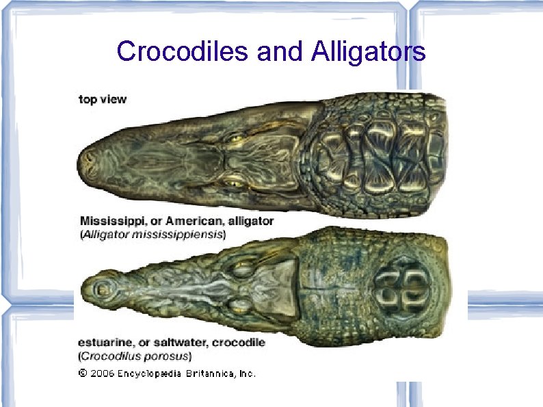 Crocodiles and Alligators 