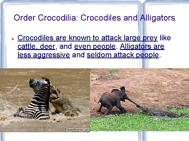 Order Crocodilia: Crocodiles and Alligators Crocodiles are known to attack large prey like cattle,