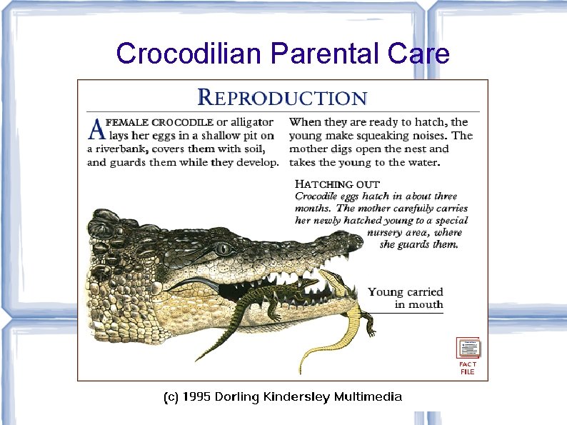 Crocodilian Parental Care 