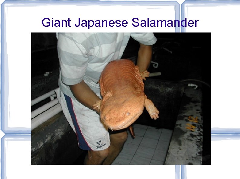 Giant Japanese Salamander 