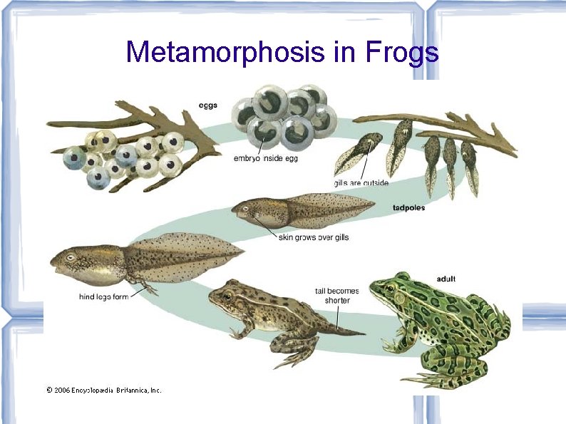 Metamorphosis in Frogs 