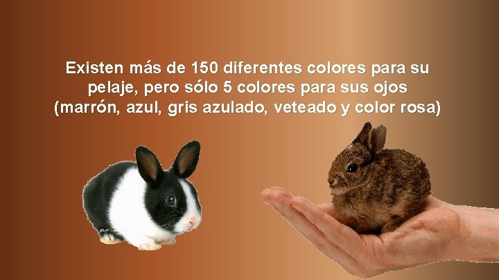 Existen más de 150 diferentes colores para su pelaje, pero sólo 5 colores para