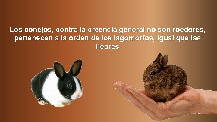 Los conejos, contra la creencia general no son roedores, pertenecen a la orden de