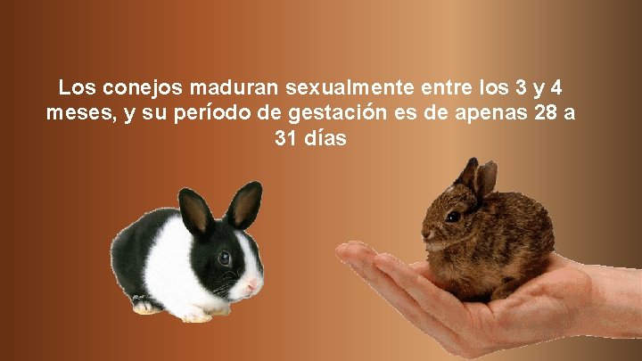 Los conejos maduran sexualmente entre los 3 y 4 meses, y su período de