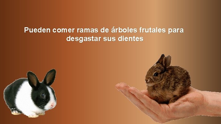 Pueden comer ramas de árboles frutales para desgastar sus dientes 