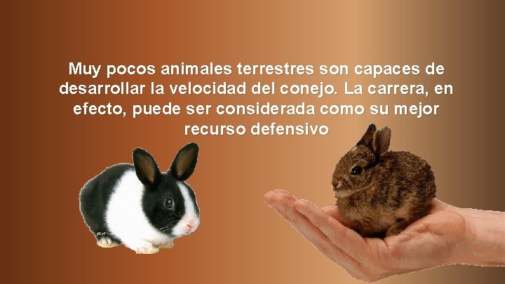 Muy pocos animales terrestres son capaces de desarrollar la velocidad del conejo. La carrera,