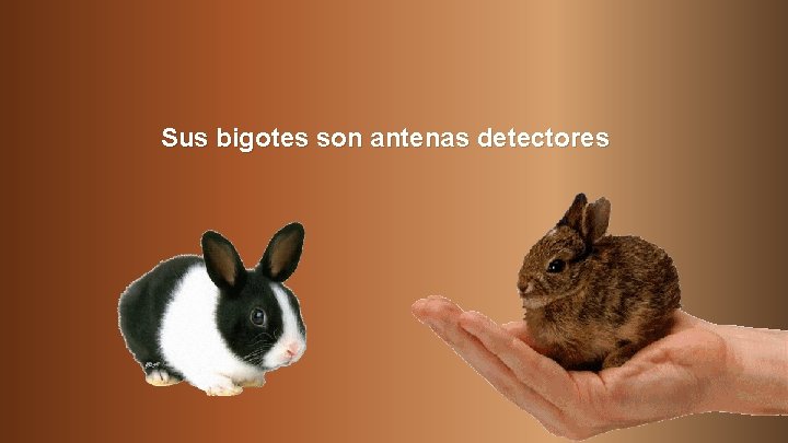 Sus bigotes son antenas detectores 